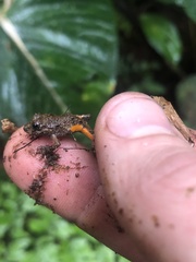 Pristimantis croceoinguinis