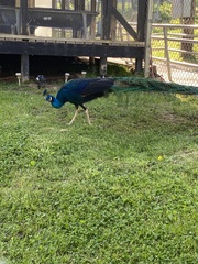 Pavo cristatus × muticus