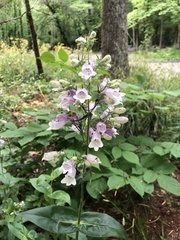 Penstemon pallidus