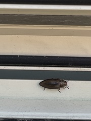 Buprestis striata