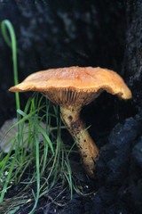 Gymnopilus amarissimus