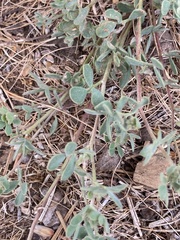 Acmispon decumbens