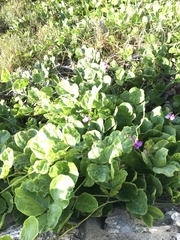 Fabaceae