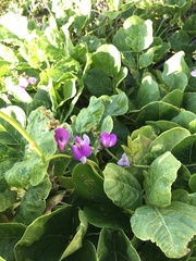Fabaceae