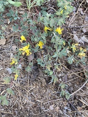 Acmispon decumbens