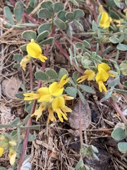 Acmispon decumbens
