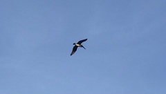 Pelecanus occidentalis
