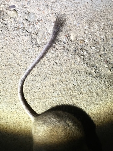 Desert Pocket Mouse