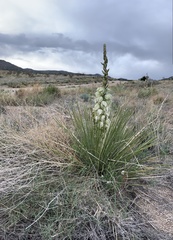 Yucca intermedia