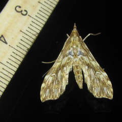 Rhectosemia multifarialis