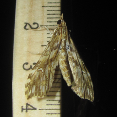 Rhectosemia multifarialis