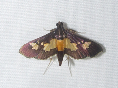Salbia zena