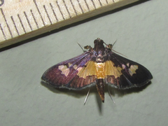 Salbia zena
