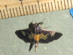 Salbia zena