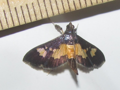 Salbia zena