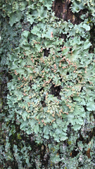 Ricasolia quercizans