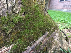 Syntrichia laevipila