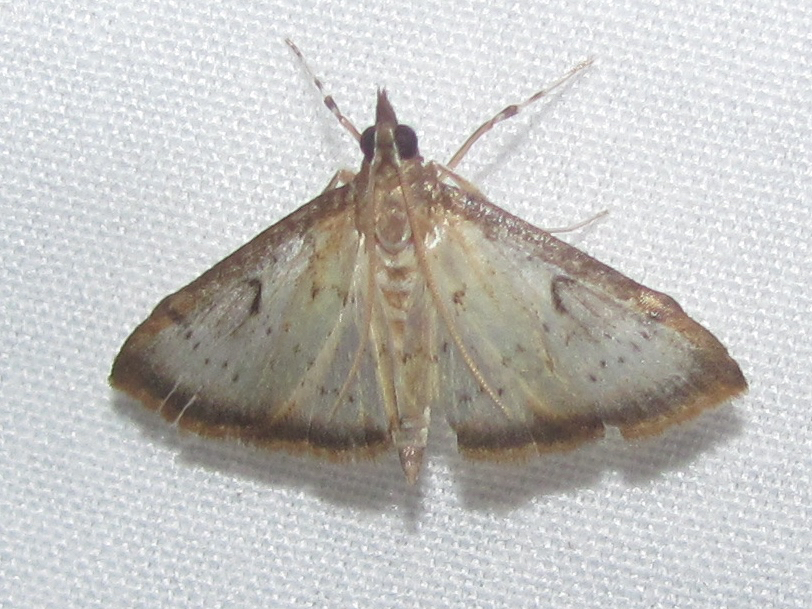 Triuncidia