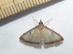 Triuncidia eupalusalis