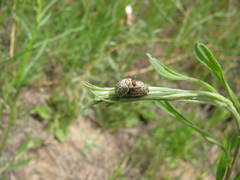Calligrapha multipunctata
