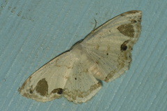 Scopula butleri
