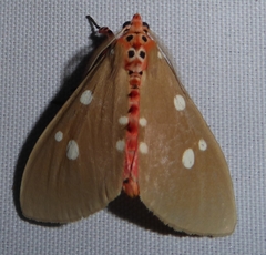 Tinolius eburneigutta