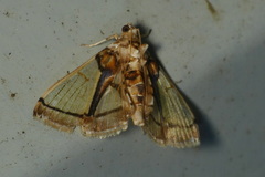 Didymostoma