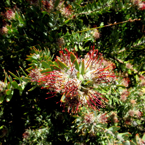 Image of Leucospermum royenifolium by no rights reserved