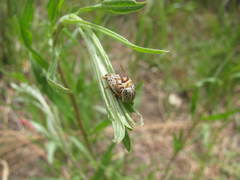 Calligrapha multipunctata