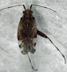 Chinamiris muehlenbeckiae