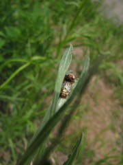 Calligrapha multipunctata