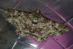 Cleora alienaria