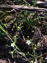 Thesium divaricatum