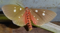 Tinolius eburneigutta