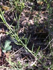Thesium divaricatum