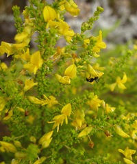 Aspalathus obtusifolia