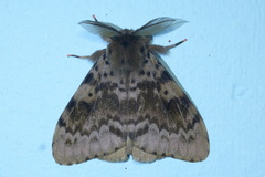 Lymantria incerta