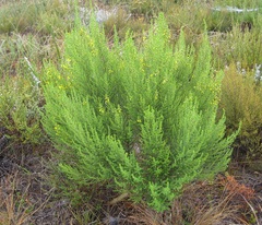 Aspalathus obtusifolia