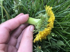 Taraxacum officinale