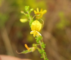 Aspalathus obtusifolia