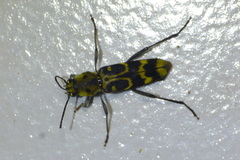 Xylotrechus subscutellatus