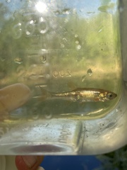 Rhynchocypris percnurus