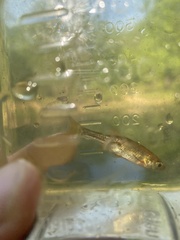 Rhynchocypris percnurus