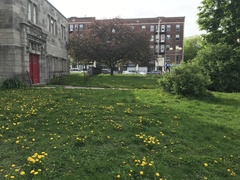 Taraxacum officinale