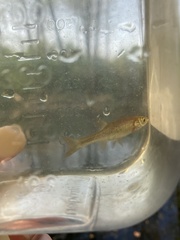 Rhynchocypris percnurus