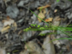 Carex atlantica