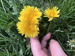 Taraxacum officinale
