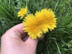 Taraxacum officinale