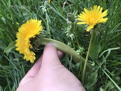 Taraxacum officinale