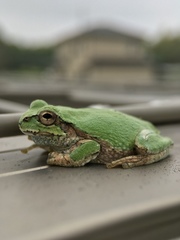 Hyla japonica